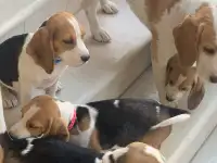 Продаются клубные щенки бигля, фотография 2