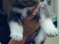 Продаются щенки Аляскинского маламута, фотография 6