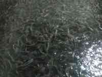 Продаётся рыбное хозяйство, готовый бизнес., фотография 3