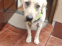 Отдам собаку в хорошие руки.