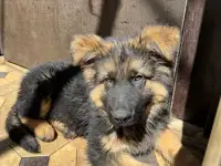 Продам два щенка немецкой овчарки, фотография 2