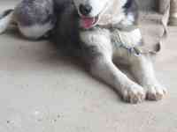 Сибирская хаски родословная девочка по кличке Тайга, фотография 4