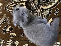 Продаётся Скоттиш-фолд котёнок, фотография 7