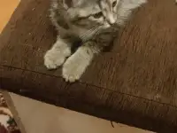 Отдам в хорошие руки