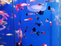 Аквариумные рыбки, фотография 3