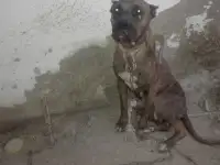 Продам собаку., фотография 2