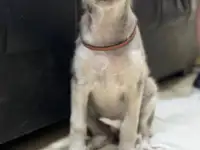 Отдам даром щенят порода Хаски с дворняжкой, фотография 2