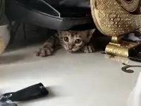 Бенгальский котенок, фотография 8