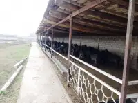 Ферма сотилади, область, Янгиюльский район, фотография 6