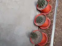 Срочно продам комнатные растения, фотография 7