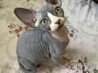 Домашние животные, фотография 2