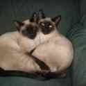 Элитные  сиамские котята, фотография 11