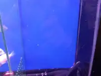 Аквариумные рыбки, фотография 6