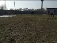 Сирдаре сувни буйида ер сотилади, Сирдарё вилояти Сирдарё тумани Шоликор МСГ, ул. Донгдор, дом 9, фотография 2