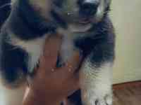 Продаются щенки Аляскинского маламута, фотография 2