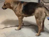 Продаются щенки, фотография 2