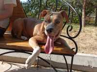 Стаффорд бесплатно, фотография 2