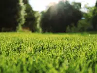 Комплексный уход за газоном и Хвойными, фотография 5