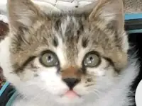 Отдаем котят в хорошие руки, фотография 2