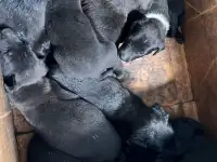 Продаются щенки, фотография 3