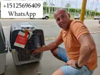 Перевозка животных в Америку и Европу