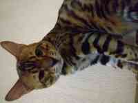 Бингальский кот, родословный, с документами и прививками, фотография 3