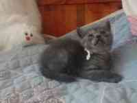 Породистые шотландские котята, фотография 7