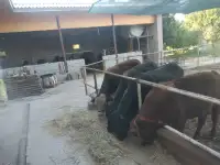 Продажа Ферма Дача, ТашОбл Юкори Чирчик Янги Бозор дахаси, фотография 2