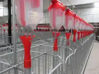 Оборудование Big Ducthman для свинокомплекса по выращиванию свиней из Китайского производителя., фотография 8