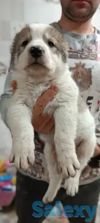 Продаются щенки среднеазиатский Олабай, фотография 1