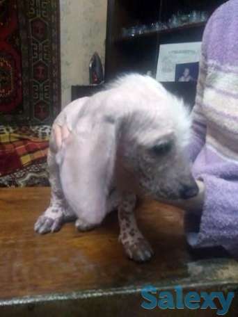 Животные, фотография 1