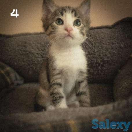 Котятки ищут дом!!, фотография 6