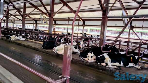 Продажа КРС оптом живым весом по РФ и СНГ, фотография 5