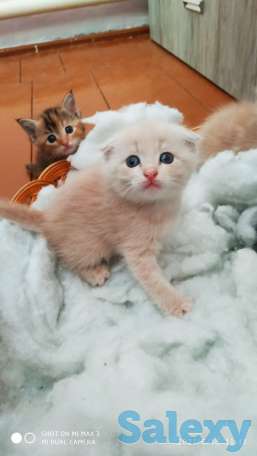 Вислоухие котята, фотография 1