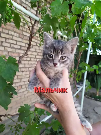 Красивые котята в поисках своего любящего хозяина, фотография 1