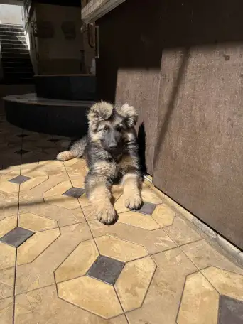 Продам два щенка немецкой овчарки, фотография 1