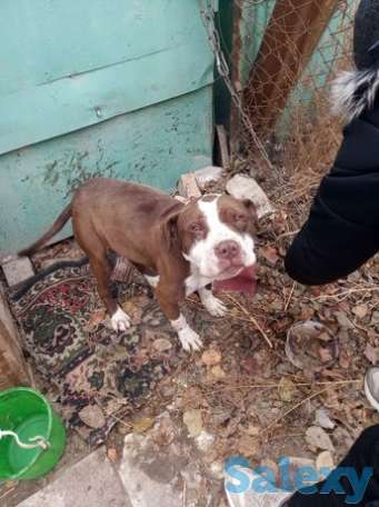 Пидбул жангара обмен или продажа 800минг, фотография 1