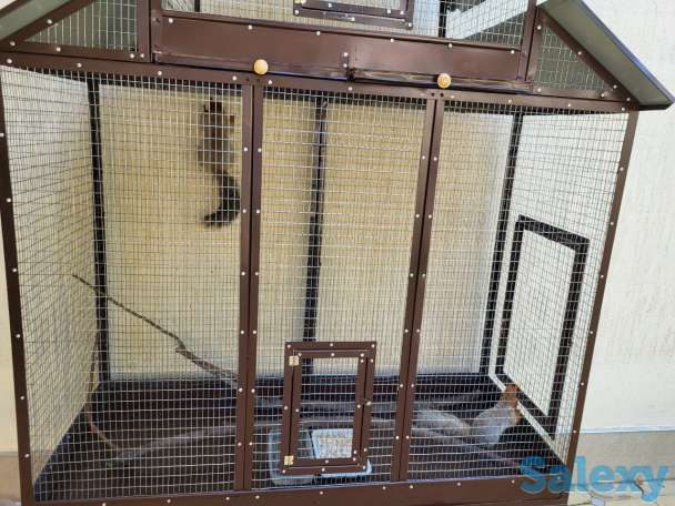 Белочки красивые, парочка, фотография 2