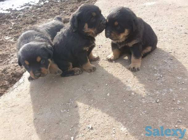 Ротфейлер, фотография 5