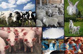 Чорвадолар учун эксклюзив махсулот, фотография 1