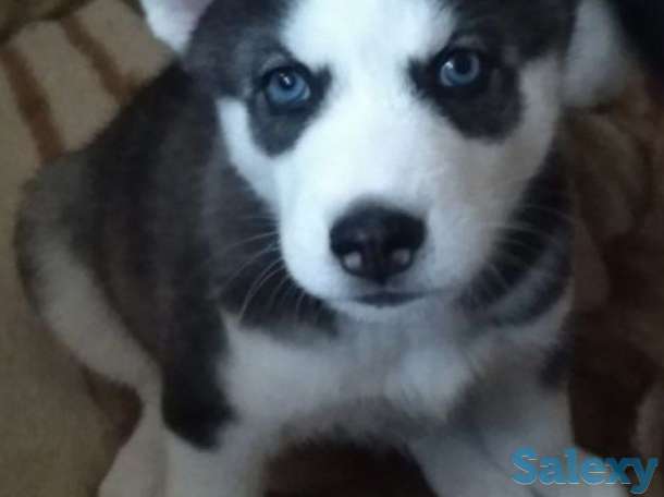 Щенки Сибирской Хаски, фотография 2