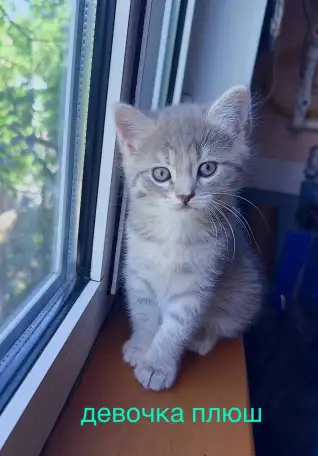 Отдам котёнка в добрые руки!, фотография 1