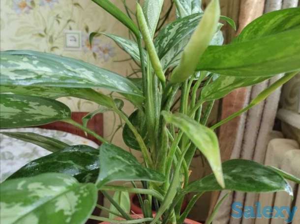 Комнатные растения на любой вкус!, фотография 4