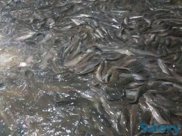 Продаётся рыбное хозяйство, готовый бизнес., фотография 4