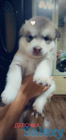 Продаются щенки Аляскинского маламута, фотография 7