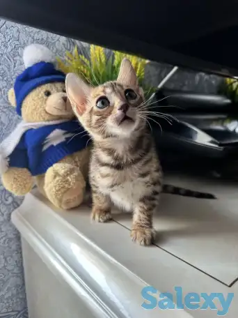 Бенгальский котенок, фотография 6
