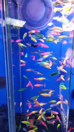 Аквариумные рыбки, фотография 2