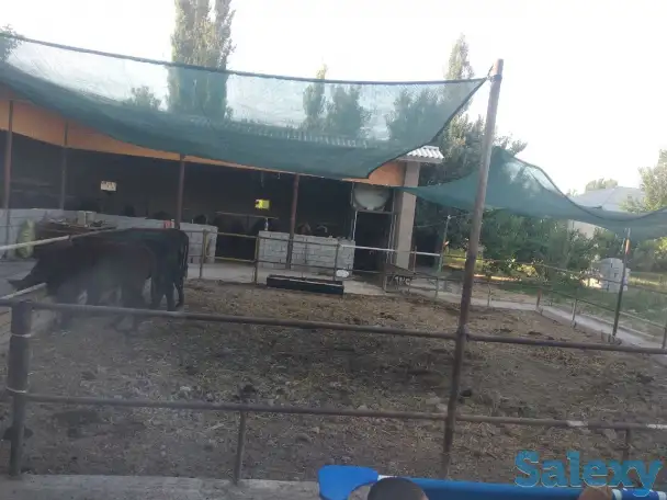 Продажа Ферма Дача, ТашОбл Юкори Чирчик Янги Бозор дахаси, фотография 4