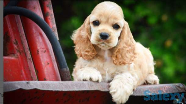 Очаровательные щенки американского  кокенспаниеля, фотография 2