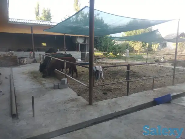 Продажа Ферма Дача, ТашОбл Юкори Чирчик Янги Бозор дахаси, фотография 8